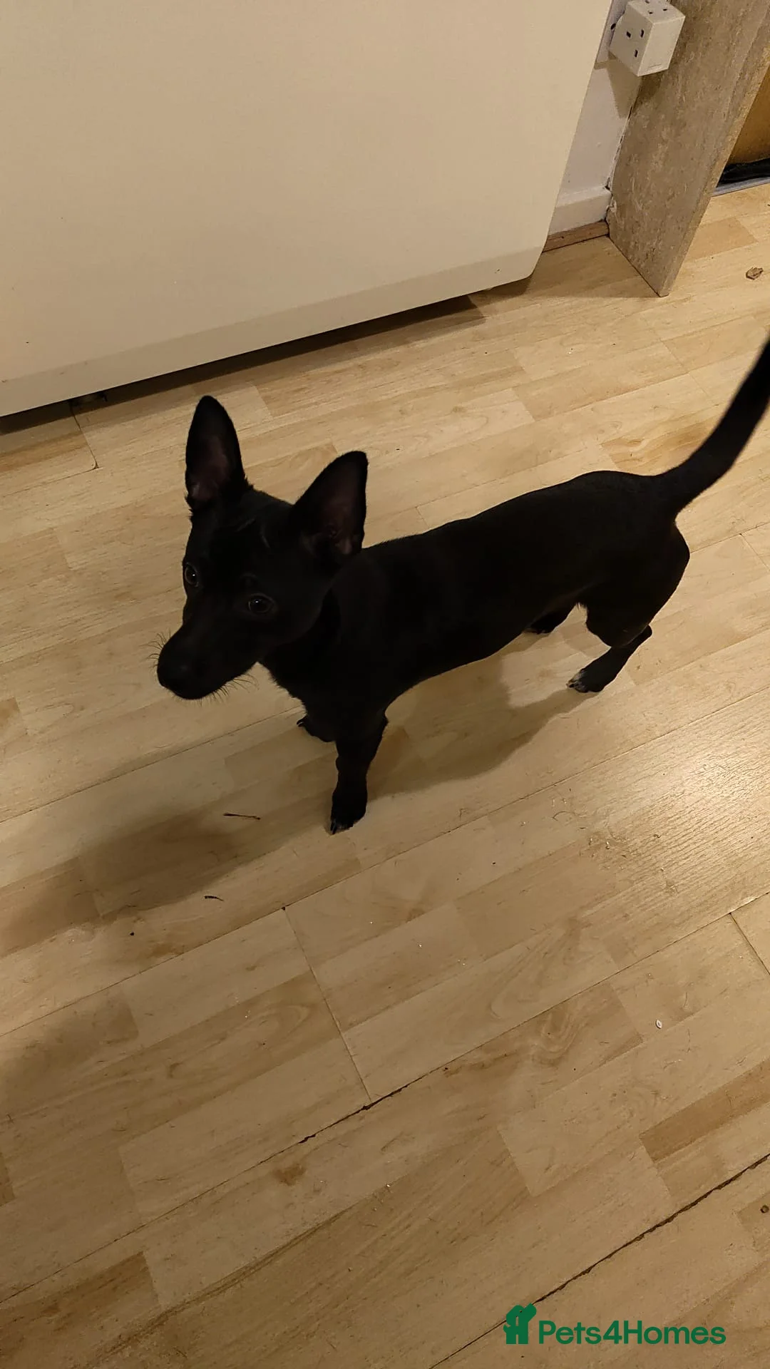 Jack Russell dogs for sale: Jack Russell 8 months old - Advert 1