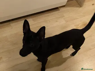 Jack Russell dogs Jack Russell 8 months old - Advert 1