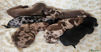 Dachshund dogs - Advert 4