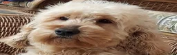 Cockapoo dogs for sale: Adorable Cockapoo puppies - Advert 6
