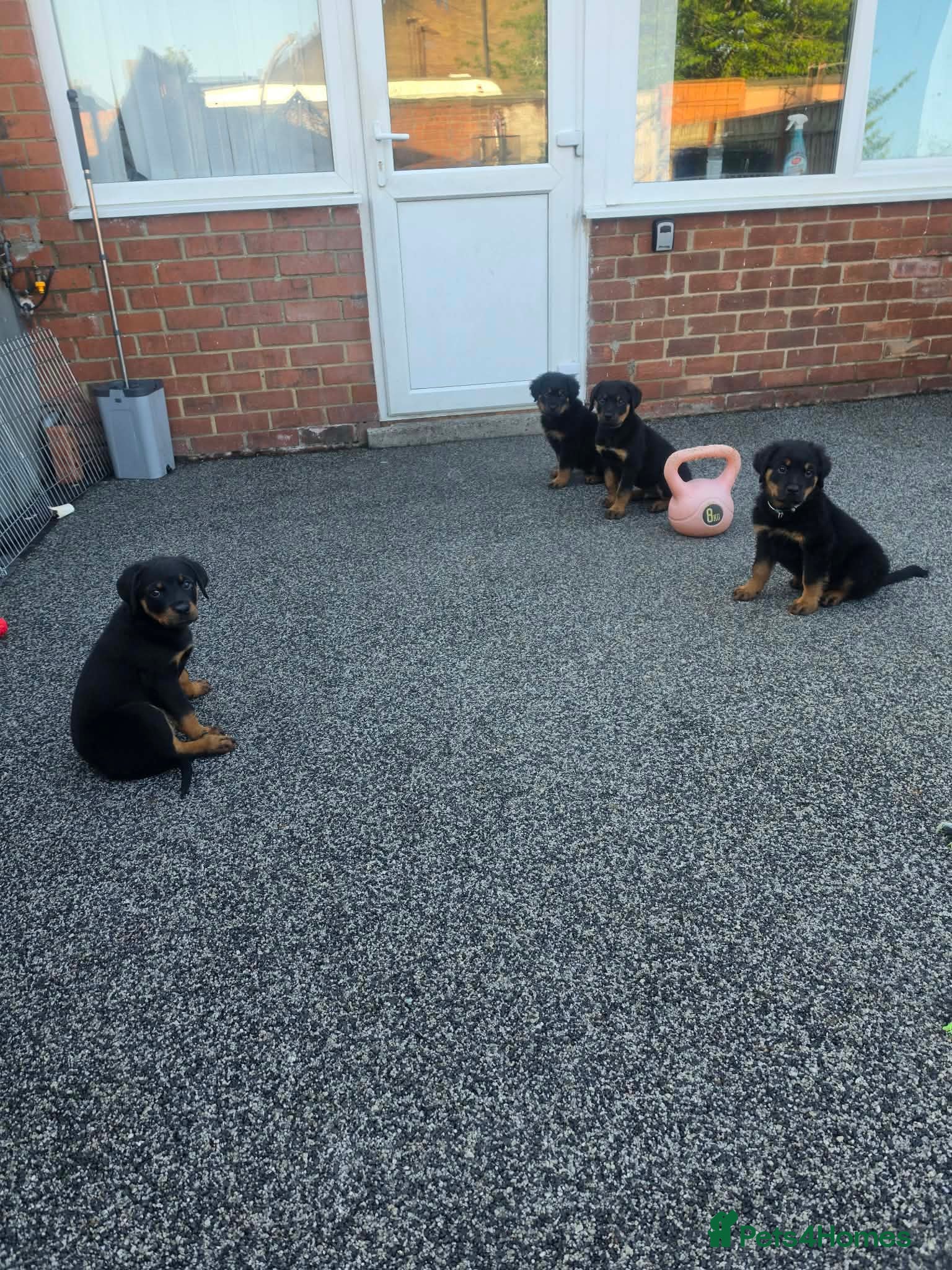 Rottweiler dogs Rottweiler puppies  READY TO GO  - Advert 16