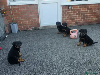 Rottweiler dogs Rottweiler puppies READY TO GO - Advert 16