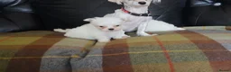 Maltese dogs for sale: Maltese  in Carluke - Advert 8