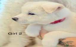 Akita dogs for sale: Akita puppies 4 - 2 boys 2 girls  - Image 8