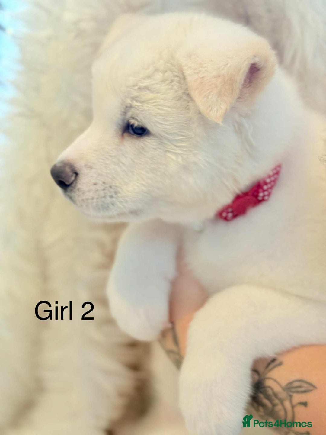 Akita dogs for sale: Akita puppies 4 - 2 boys 2 girls  - Image 8