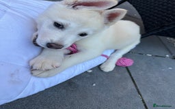 Akita dogs for sale: Beautiful Akita girl puppy for sale  - Image 13