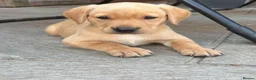 Labrador Retriever dogs for sale: Working Labrador Puppies  - Advert 2