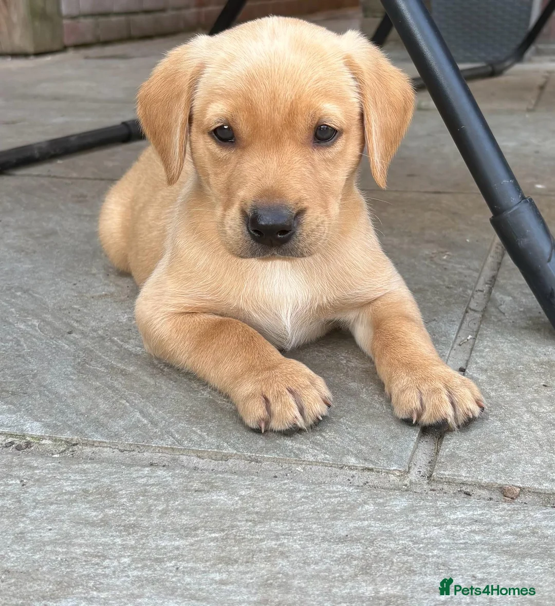 Labrador Retriever dogs for sale: Working Labrador Puppies  - Advert 2