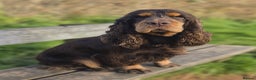 Cocker Spaniel dogs for stud: KC registered Chocolate and tan cocker stud  - Advert 4