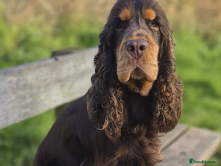 Cocker Spaniel dogs Chocolate and tan cocker stud - Advert 2