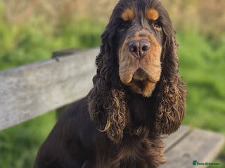 Cocker Spaniel dogs Chocolate and tan cocker stud - Advert 6