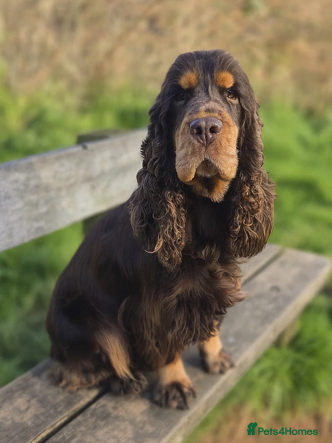 Cocker Spaniel dogs for stud: KC registered Chocolate and tan show cocker stud  - Advert 1