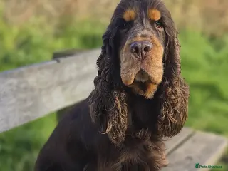 Cocker Spaniel dogs KC registered Chocolate and tan show cocker stud - Advert 5