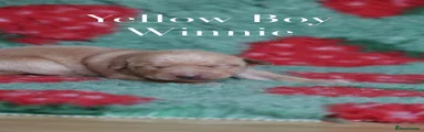 Winnie - RESERVED