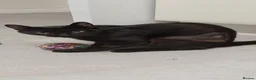Domestic Shorthair cats for sale: Gorgeous black kitten needs rehoming in Loughborough - Advert 3