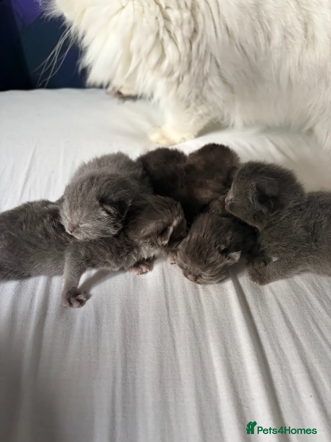 British Shorthair cats for sale: British Chincilllas Persians - Advert 5