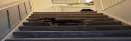 Chihuahua dogs for sale: Longhaired Blue Chihuahua pups - Advert 6