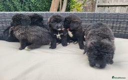 Mixed Breed dogs for sale: Saint Bernadoodles F1  - Image 2