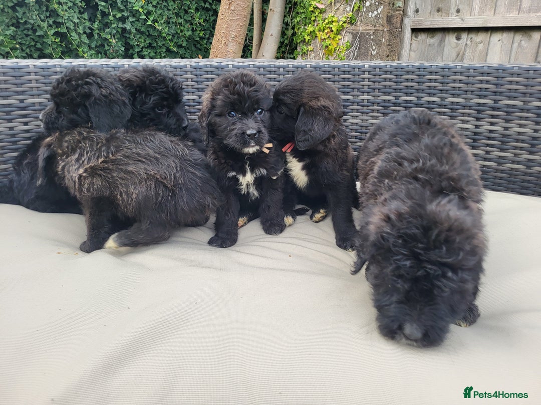 Mixed Breed dogs for sale: Saint Bernadoodles F1  - Image 2