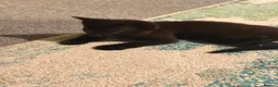 Mixed Breed cats for sale: 2 male black kittens in Ramsgate - Advert 11