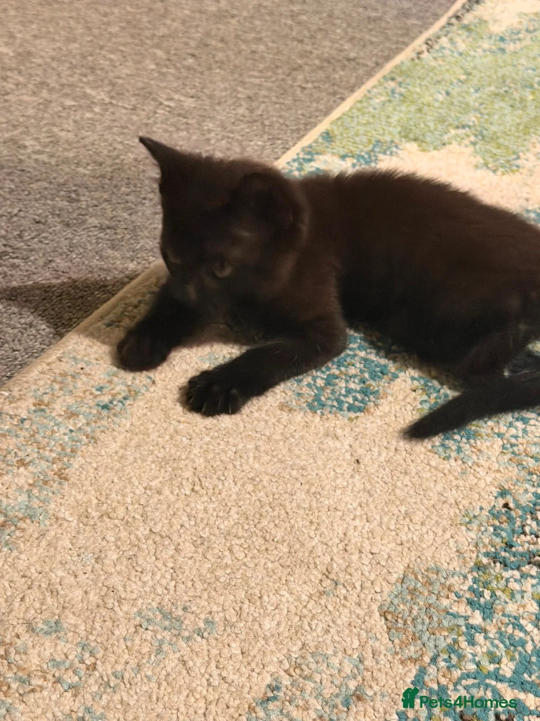 Mixed Breed cats for sale: 2 male black kittens in Ramsgate - Advert 11