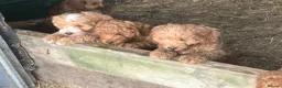 Cockapoo dogs for sale: Beautiful Cockapoos - Advert 7