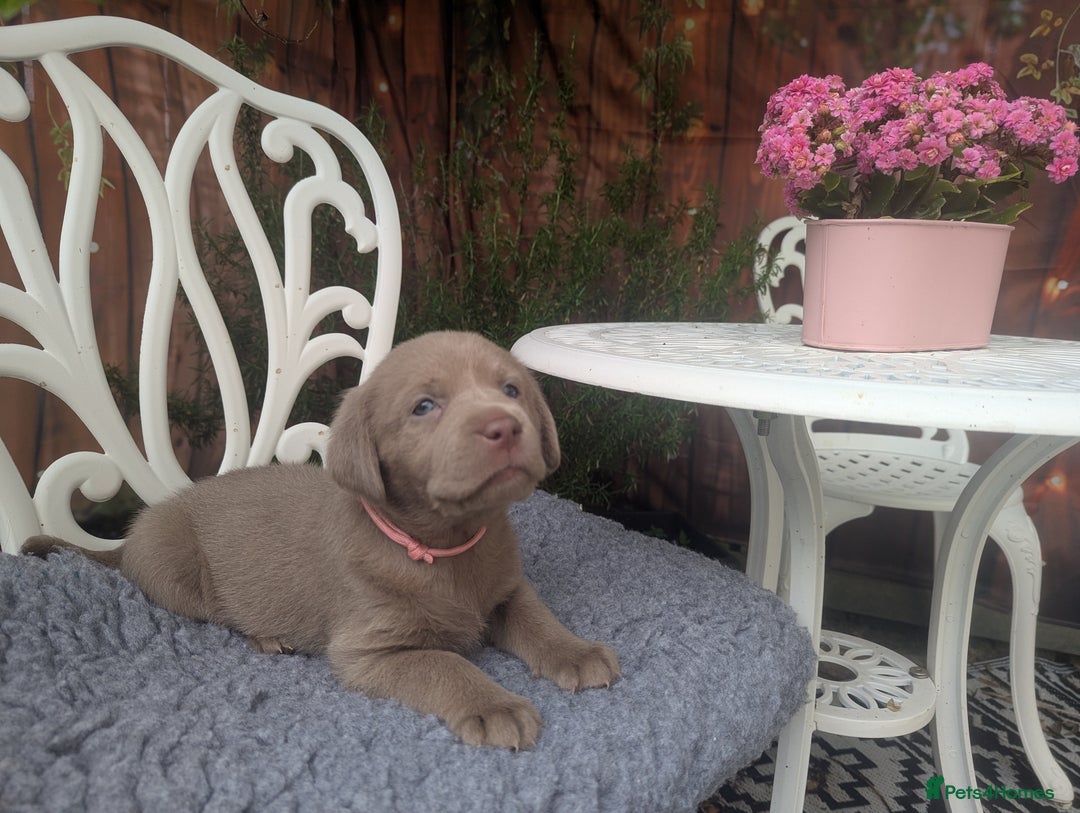 Labrador Retriever dogs for sale: KC Silver Labradors  - Image 15