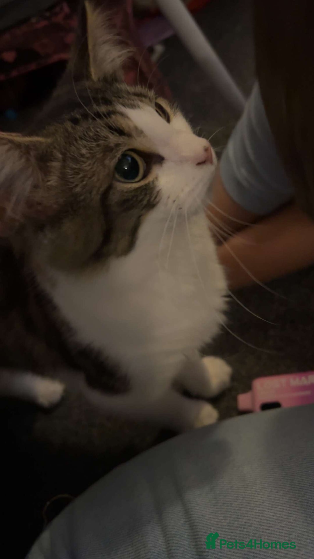 British Longhair cats for sale: Male 9 month old cat  - Image 1
