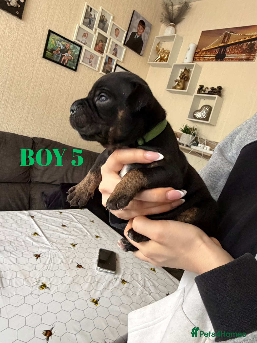 Staffordshire Bull Terrier dogs for sale: Precious Puppies Ready to Join Your Family - Advert 18