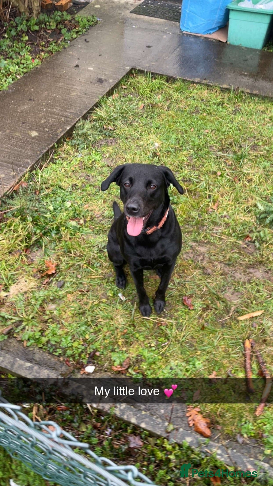 Labrador Retriever dogs Kc registered working Labrador puppies  - Advert 2