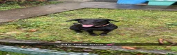 Labrador Retriever dogs for sale: Kc registered working Labrador puppies  - Advert 1