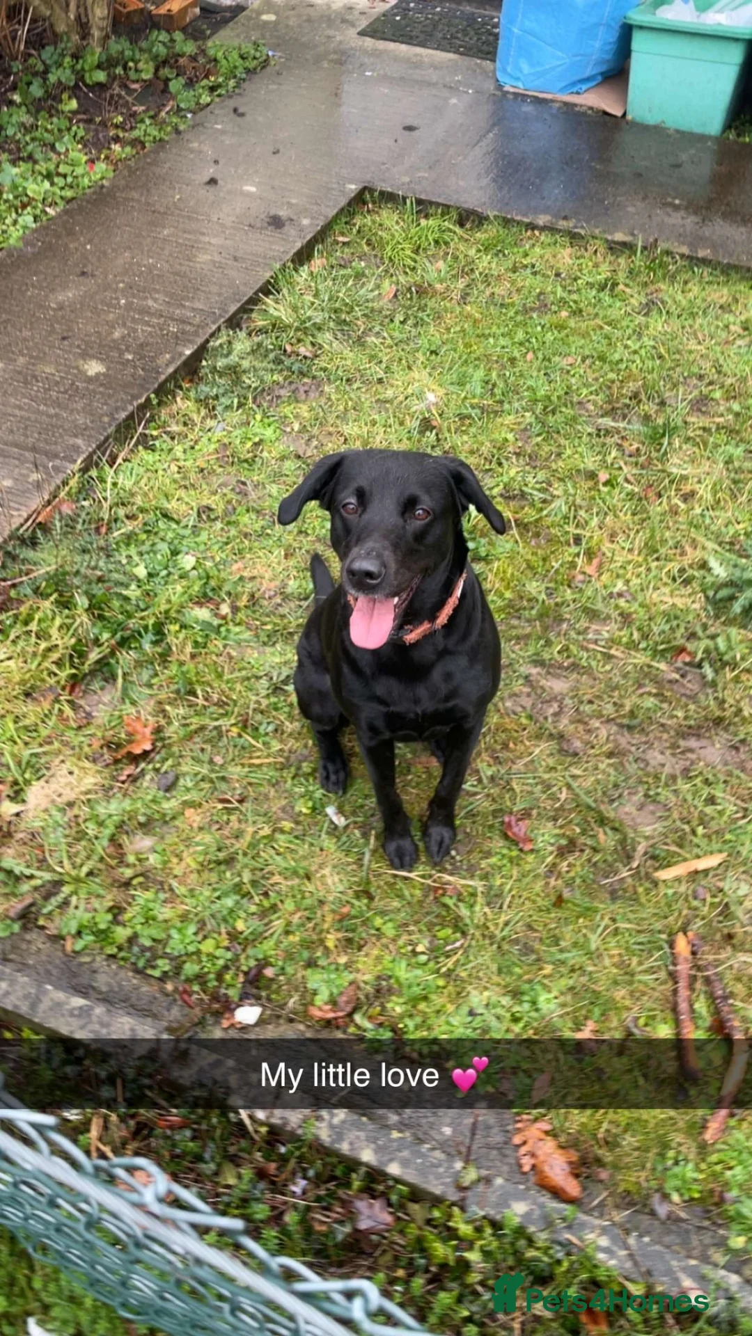 Labrador Retriever dogs for sale: Kc registered working Labrador puppies  - Advert 1