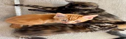 Mixed Breed cats for sale: Amiable mixed breed kttens - Advert 4
