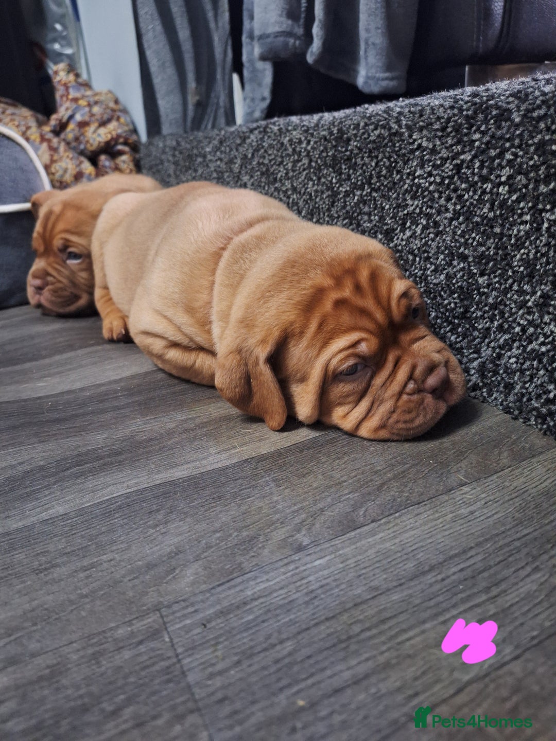 Dogue De Bordeaux dogs for sale: READY TO LEAVE! Stunning Dogue De Bordeaux Puppies - Advert 28