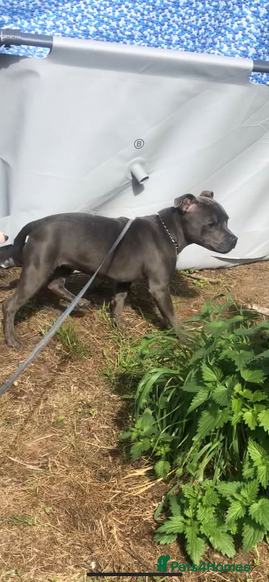 Staffordshire Bull Terrier dogs for sale: Beautiful solid blue staffy  - Advert 2