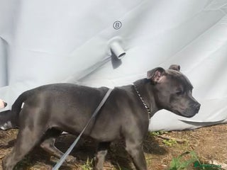 Staffordshire Bull Terrier dogs Beautiful solid blue staffy - Advert 2