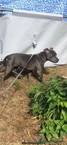 Staffordshire Bull Terrier dogs Beautiful solid blue staffy - Advert 1