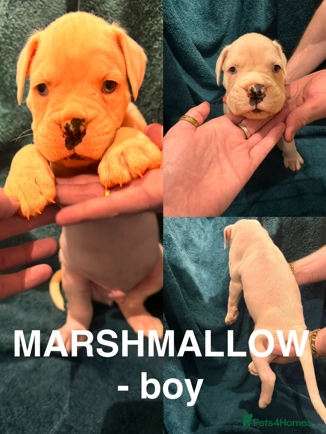 Boxer dogs for sale: Boxer puppies - Advert 14