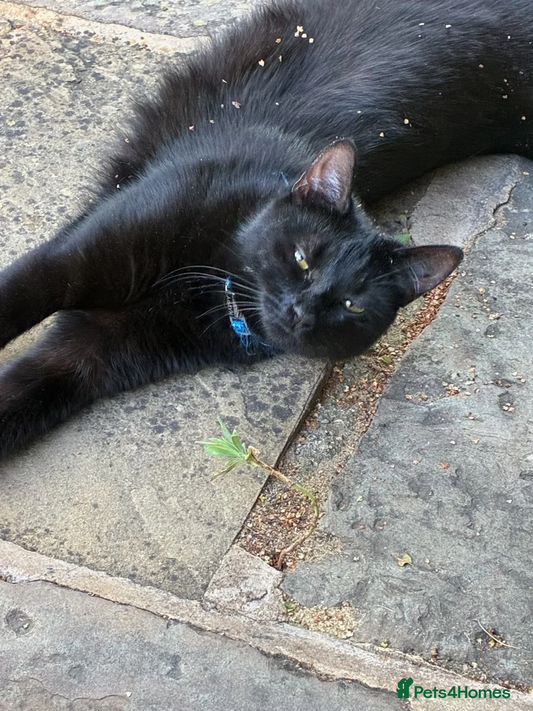 British Shorthair cats for sale: Black young cat looking for loving home - Advert 4