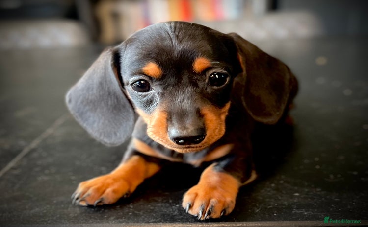 Miniature Dachshund dogs - Advert 3
