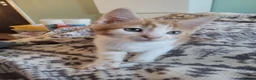 Mixed Breed cats for sale: Kittens for sale - Advert 22