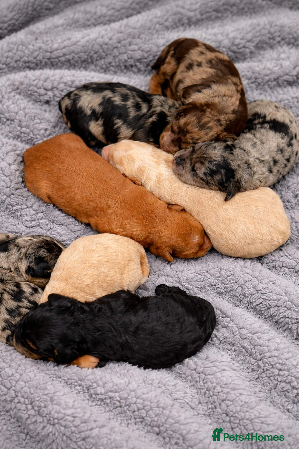 Australian Labradoodle dogs AUSTRALIAN LABRADOODLE PUPPIES - Advert 14