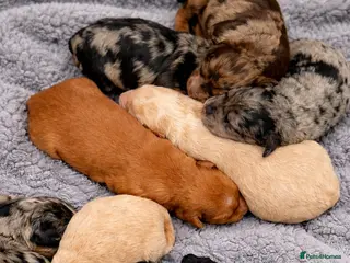 Australian Labradoodle dogs AUSTRALIAN LABRADOODLE PUPPIES - Advert 14