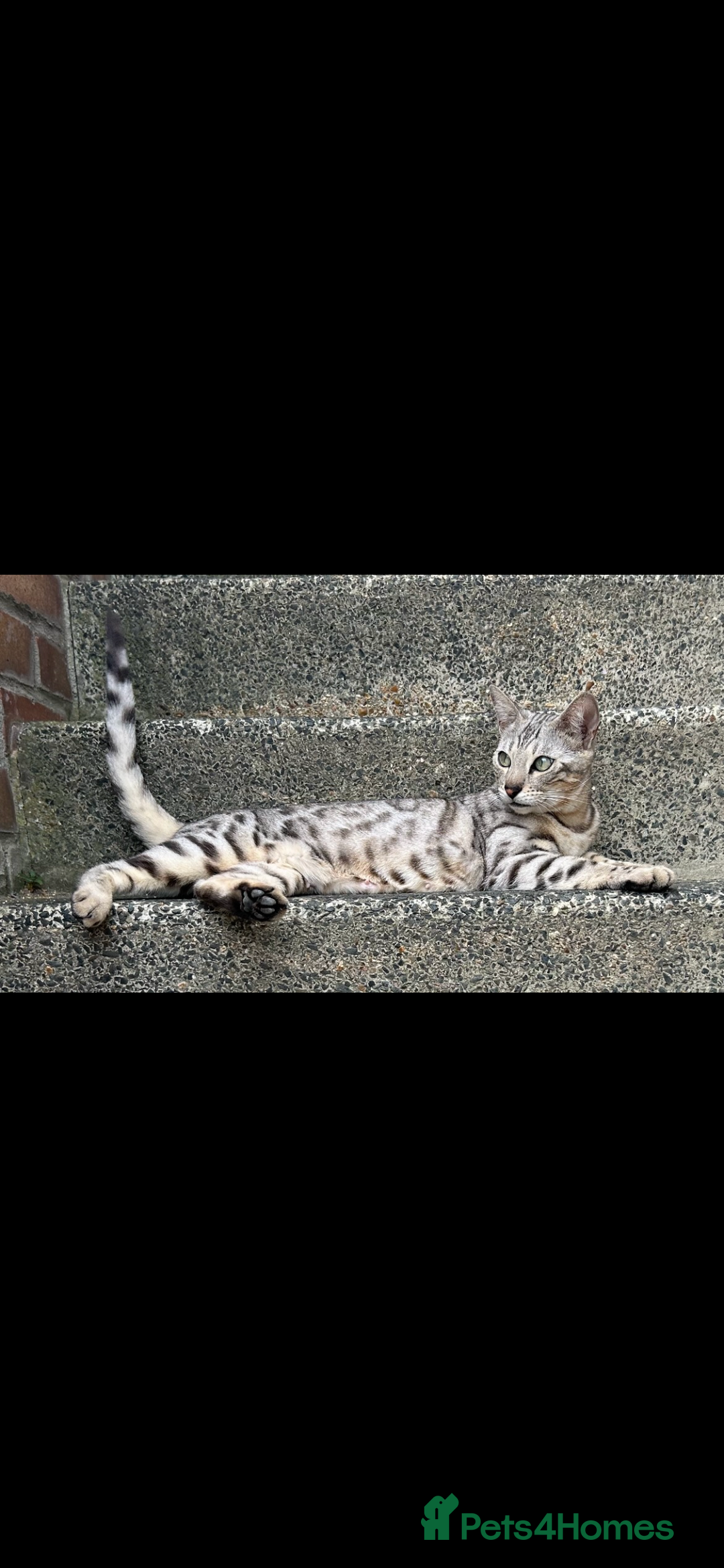 Bengal cats for sale: 🩶 BENGAL 🔥 KITTENS 🤍 TICA REGISTERED  - Advert 19