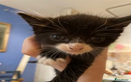 Domestic Shorthair cats for sale: litter of ginger and tuxedo kittens all boys - Image 4