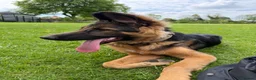 German Shepherd dogs for sale: Male german shepherd  in Nottingham - Advert 5