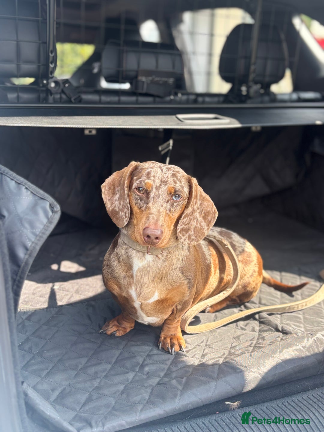 Miniature Dachshund dogs for sale: 6 beautiful mini Daxies  - Image 6