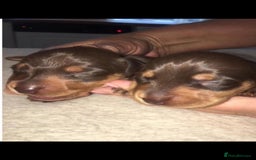 Miniature Dachshund dogs for sale: BEAUTIFUL MINIATURE DACHSHUND DAPPLE FEMALE K.C - Image 8