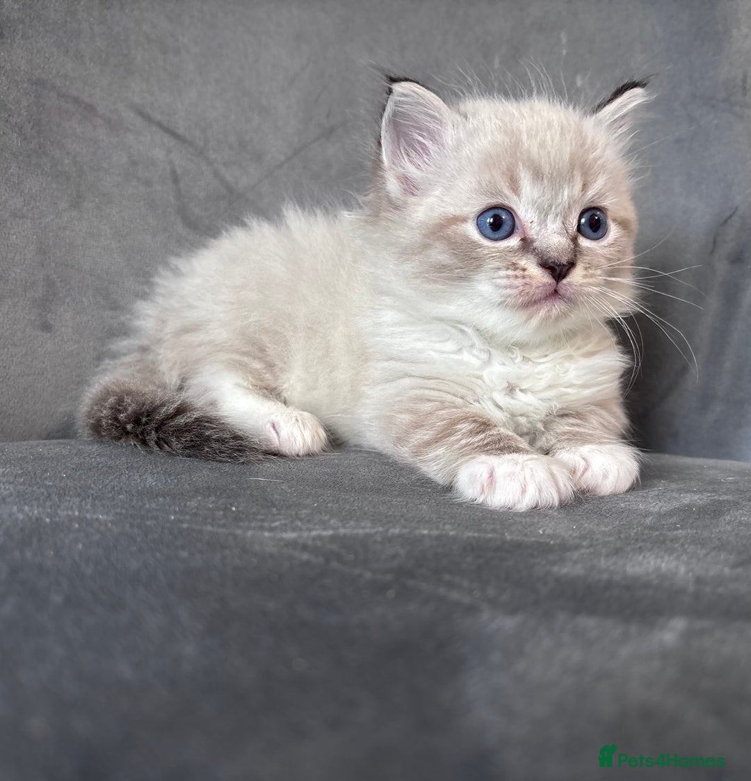 Ragdoll cats for stud: Gorgeous Ragdoll stud  - Image 6