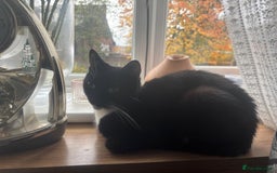 Mixed Breed cats for sale: Beautiful mother and daughter tux to go together.. - Image 3